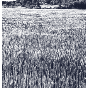 ZŁOTE POLA jedną linią